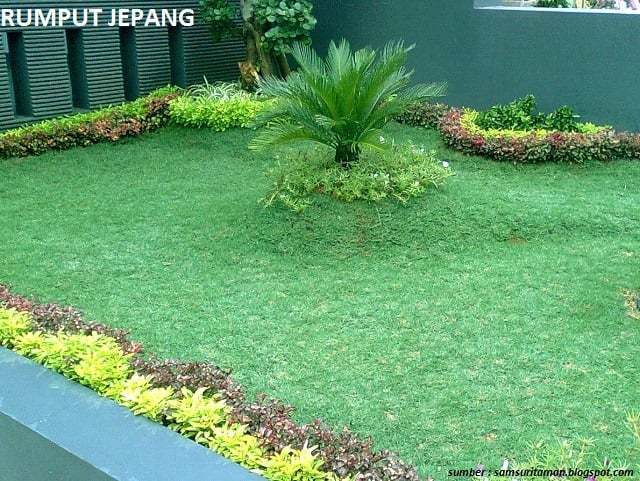 rumput jepang untuk taman