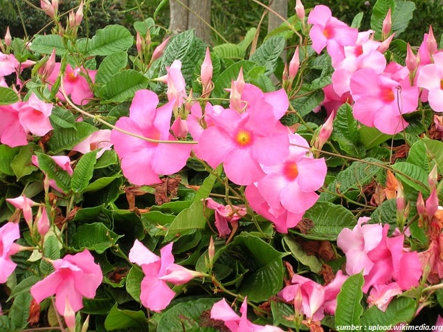 Mandevilla