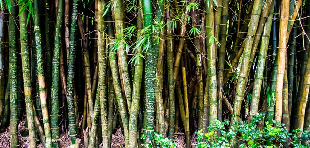 bambu hijau