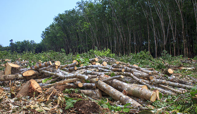 hari menanam pohon indonesia