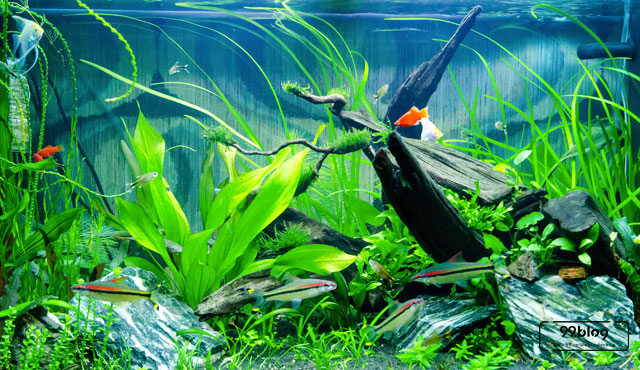 aquascape