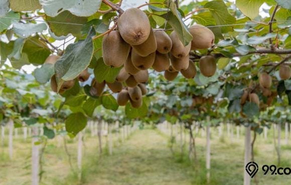 budidaya pohon kiwi di Indonesia