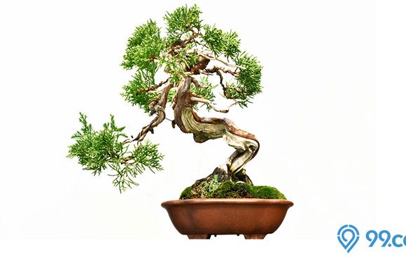 bonsai termahal di dunia