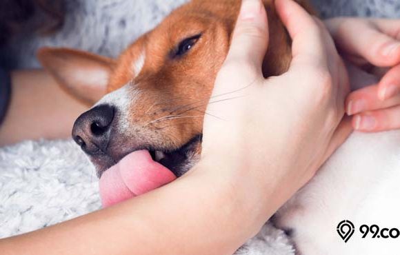 cara menghilangkan najis anjing