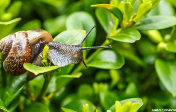 siput di atas tanaman