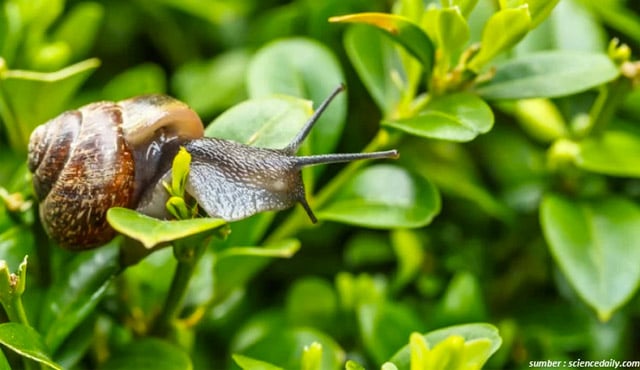 siput di atas tanaman