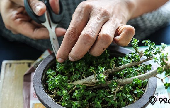 cara merawat bonsai