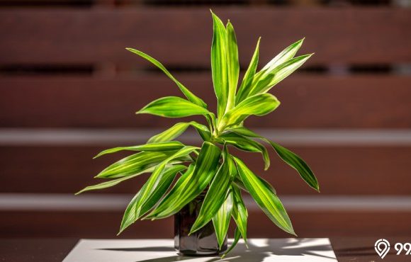 tanaman dracaena