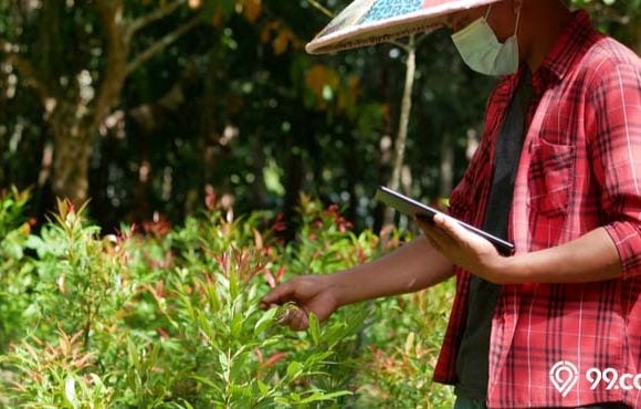 cara menanam bunga pucuk merah