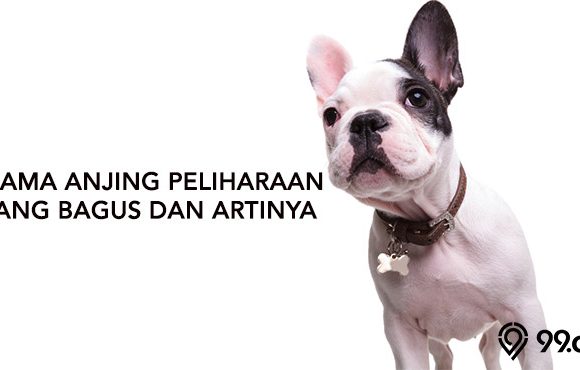 nama anjing peliharaan