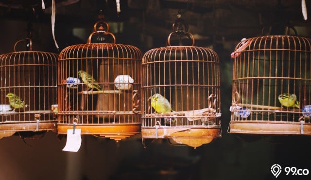 model kandang burung rumah