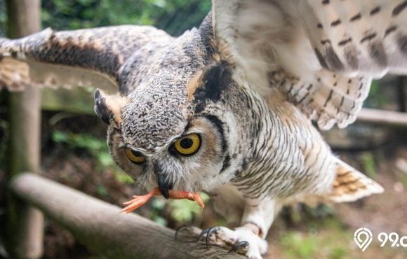 burung hantu makan