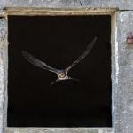 burung masuk rumah menurut islam