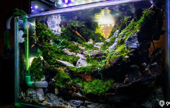 cara membuat aquascape tanpa co2