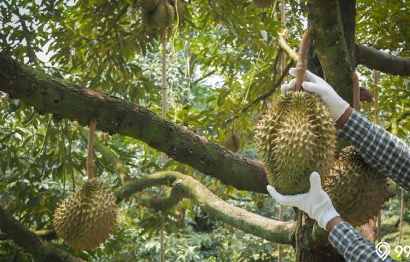 cara menanam pohon durian pendek