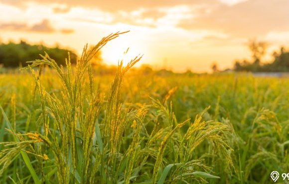 jenis jenis tanaman aquascape di sawah