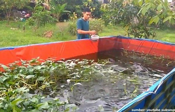 budidaya ikan patin di kolam terpal