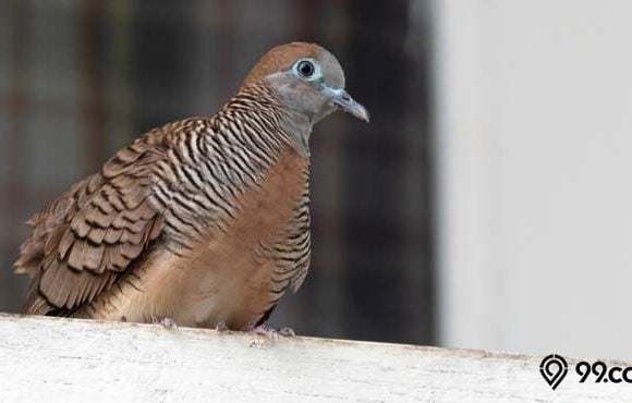 cara merawat burung perkutut