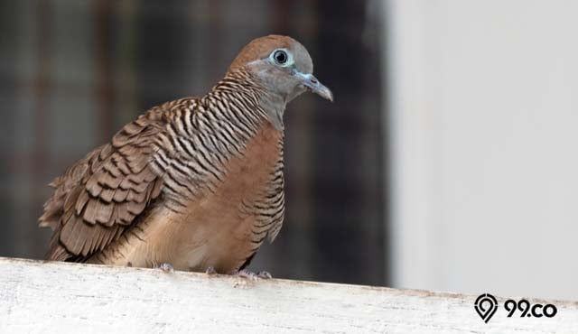 cara merawat burung perkutut