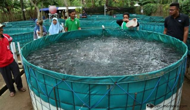 ternak lele di kolam ikan