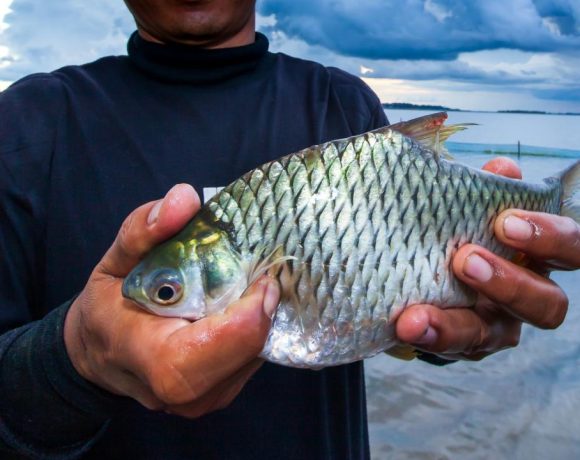 umpan ikan mas