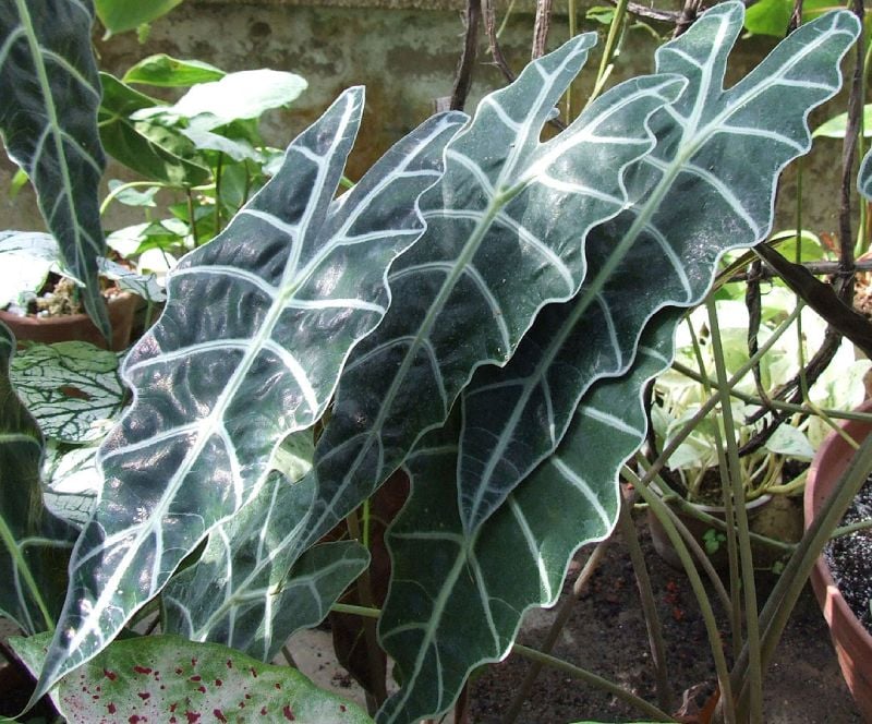 tanaman berdaun lebar alocasia