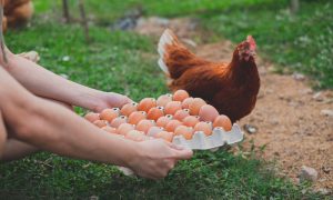 cara ternak ayam petelur