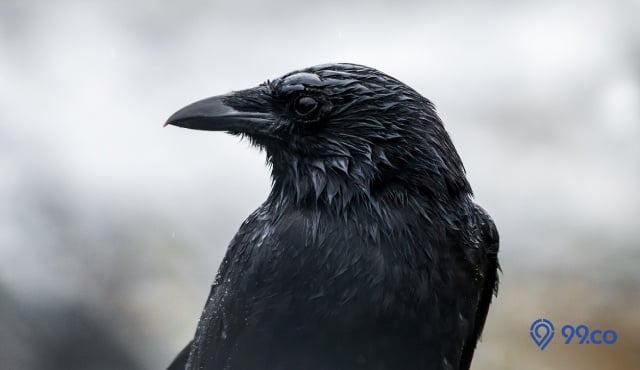 pertanda burung masuk rumah