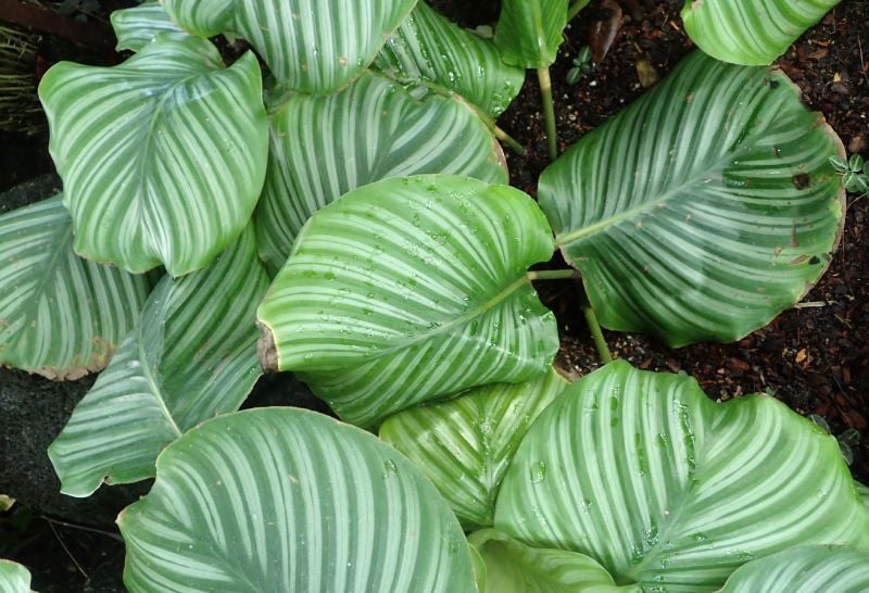 tanaman berdoa Calathea Orbifolia