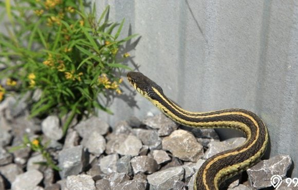 jenis ular yang sering masuk rumah