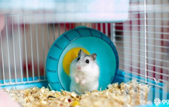 manfaat memelihara hamster