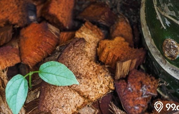 manfaat sabut kelapa untuk tanaman