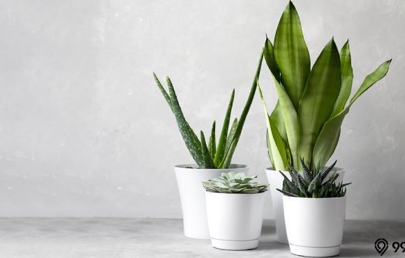 jenis sansevieria mahal