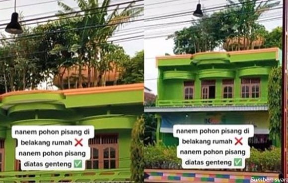 kebun pohon pisang atap rumah