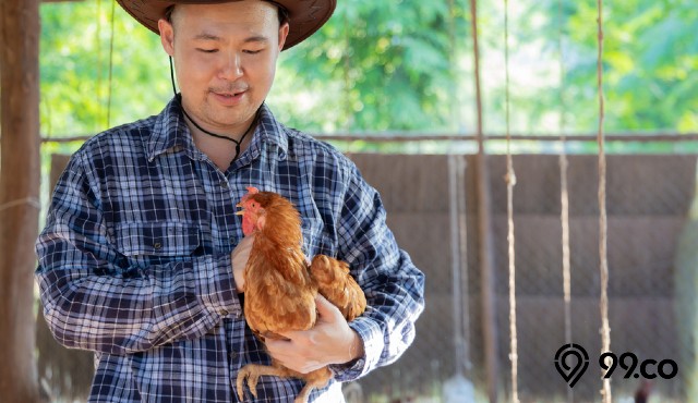 cara memelihara ayam di rumah