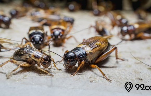 cara mengusir jangkrik tanpa membunuh