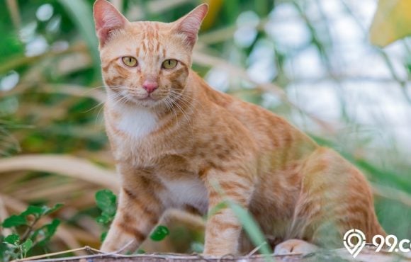 cara mengusir kucing agar tidak berak sembarangan