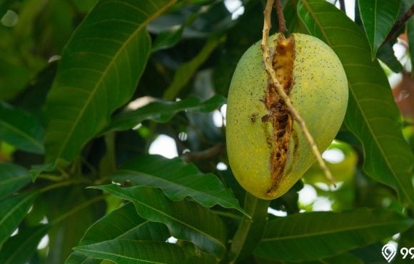 hama yang sering menyerang pohon mangga