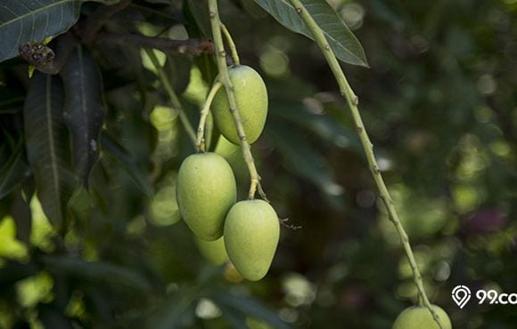 mencangkok pohon mangga