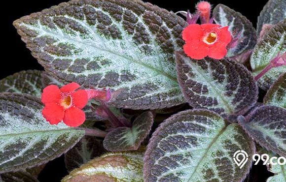 tanaman episcia