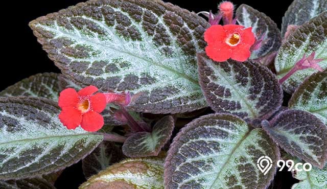 tanaman episcia