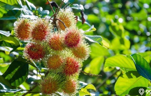 pohon rambutan