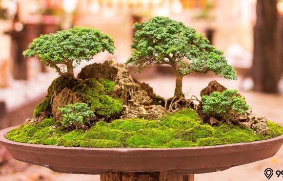 taman bonsai depan rumah