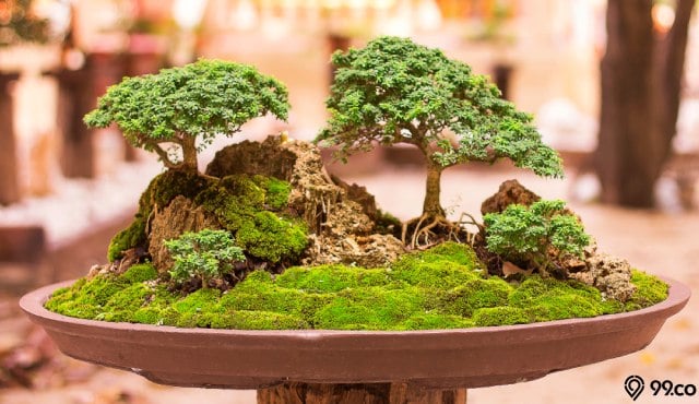 taman bonsai depan rumah