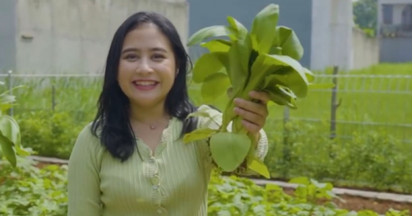 kebun sayur prilly latuconsina