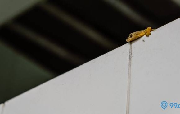 arti bunyi cicak di dalam rumah