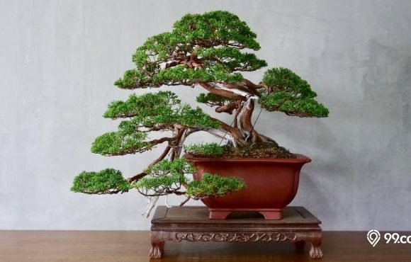 bonsai serut termahal