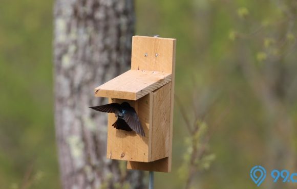 burung walet masuk rumah