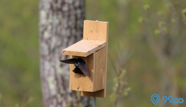 burung walet masuk rumah