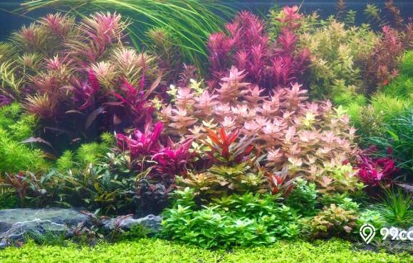 dutch style aquascape